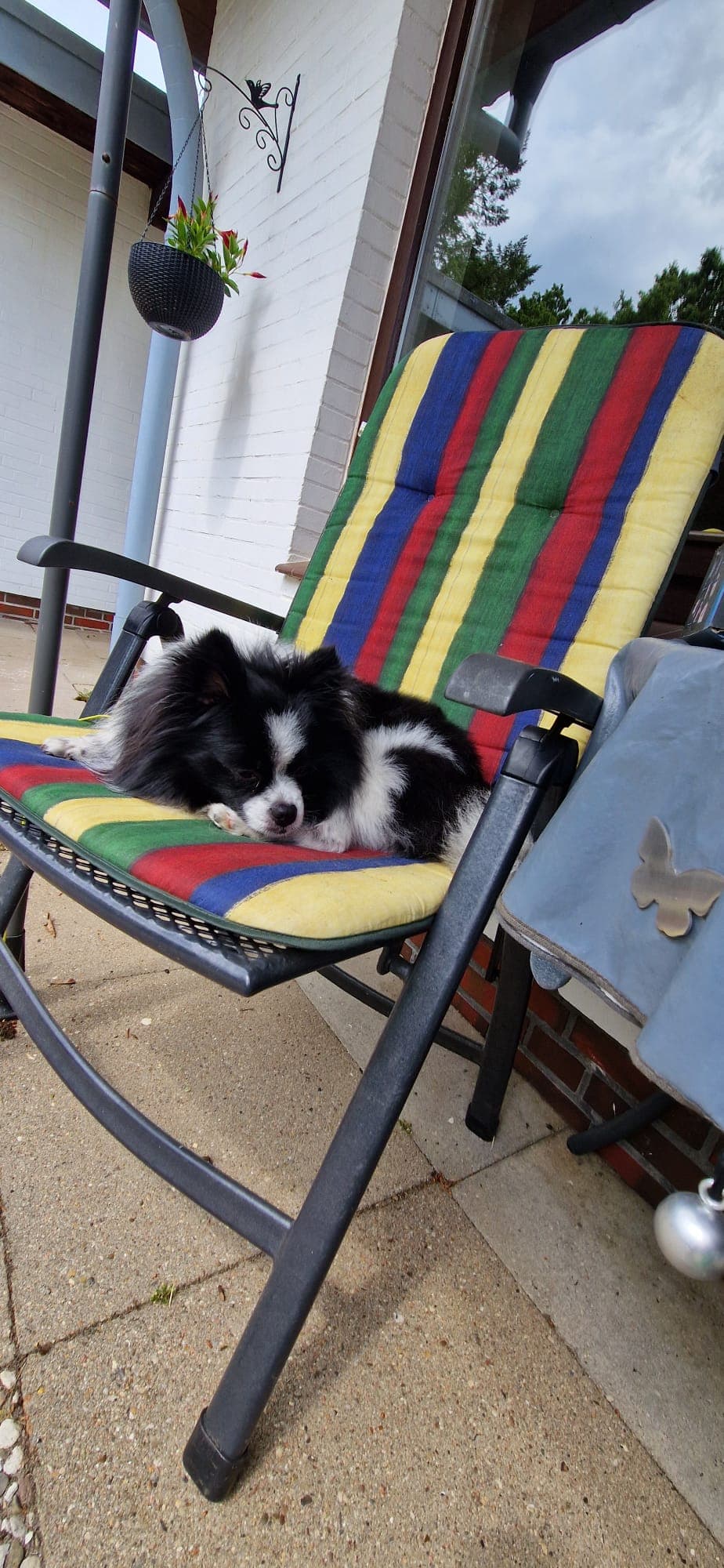 Hund liegt entspannt auf der Terrasse im Alltag