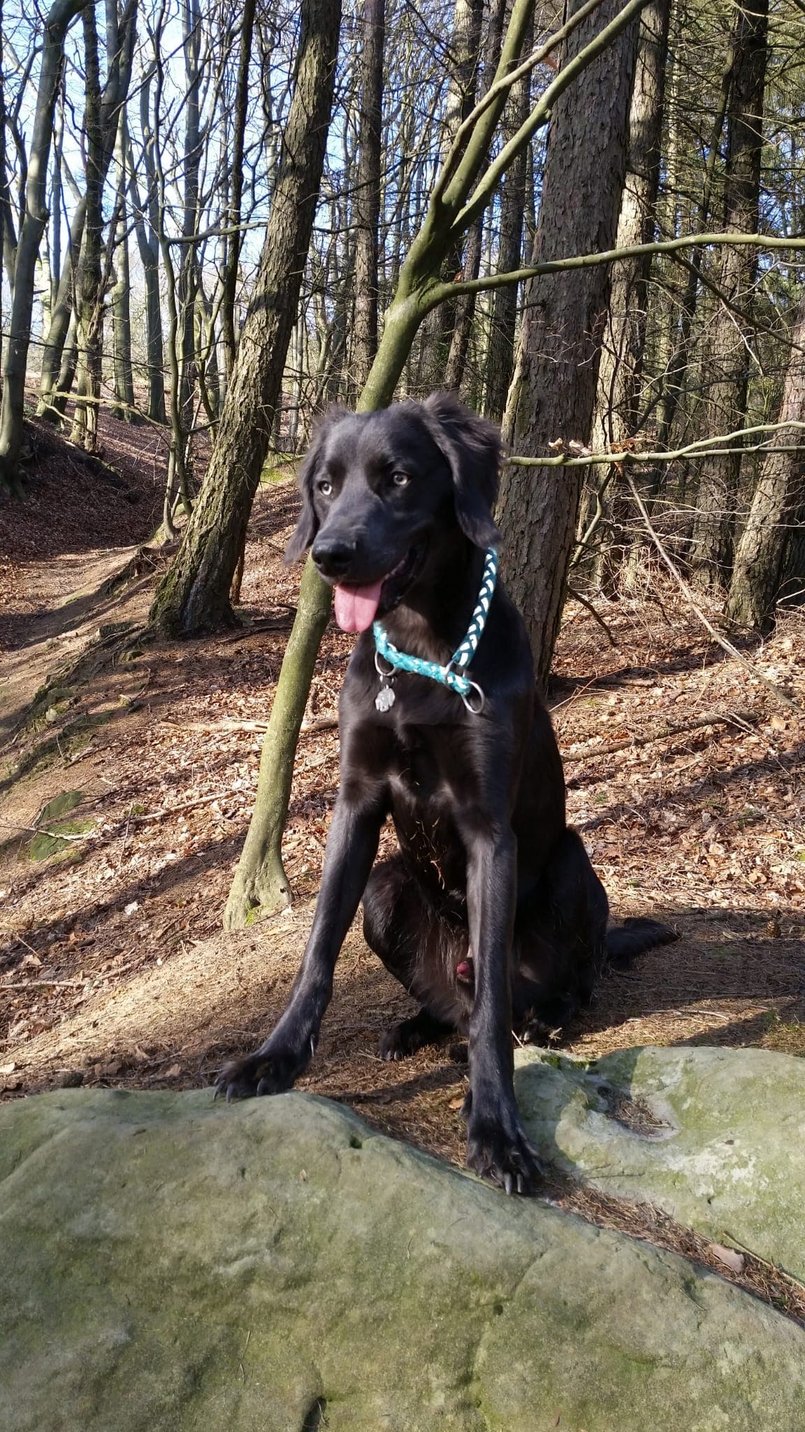 Hund sitzt aufmerksam auf einem Felsen im Wald