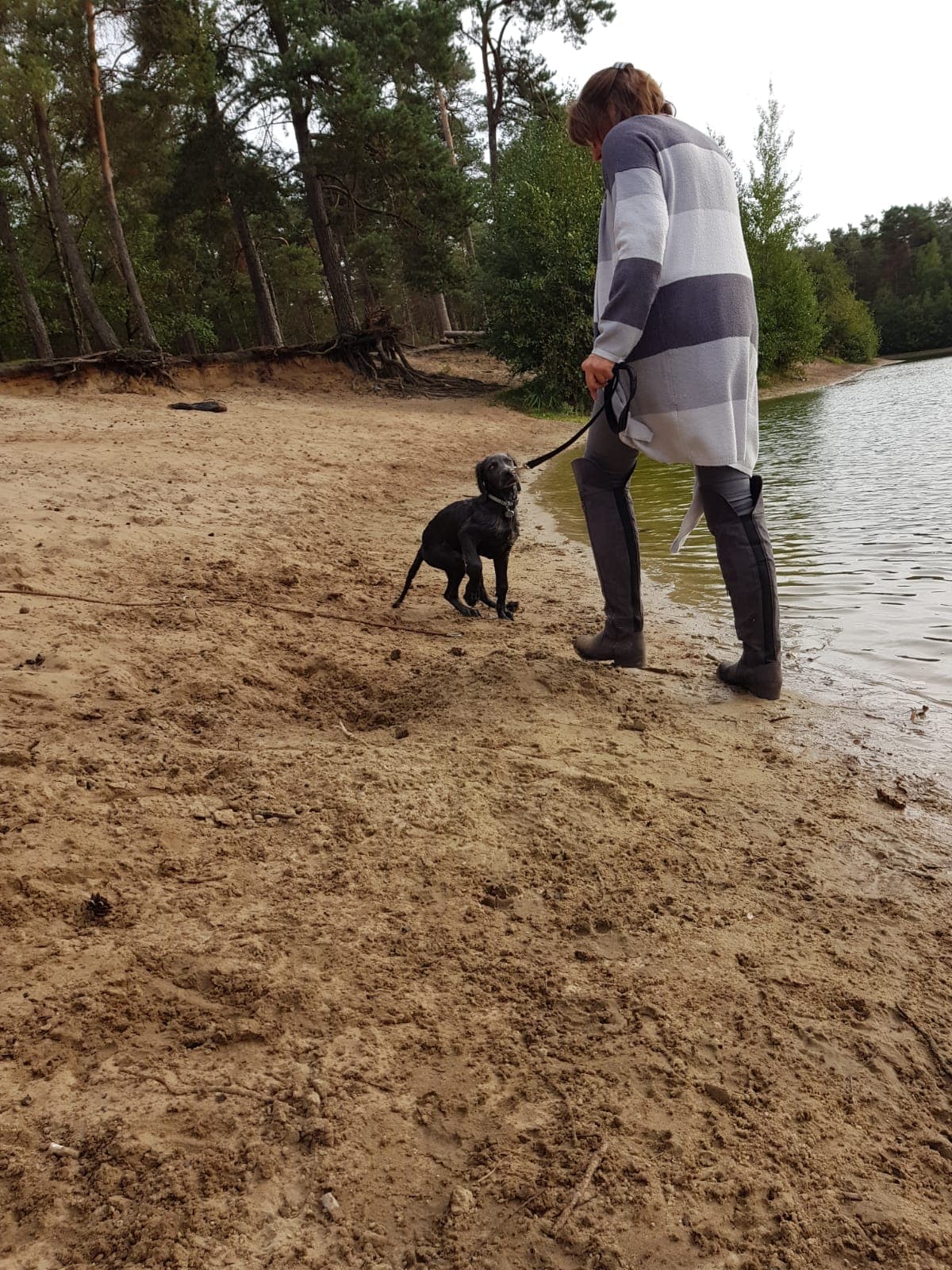 Hund an der Leine beim Training am Ufer eines Waldsees
