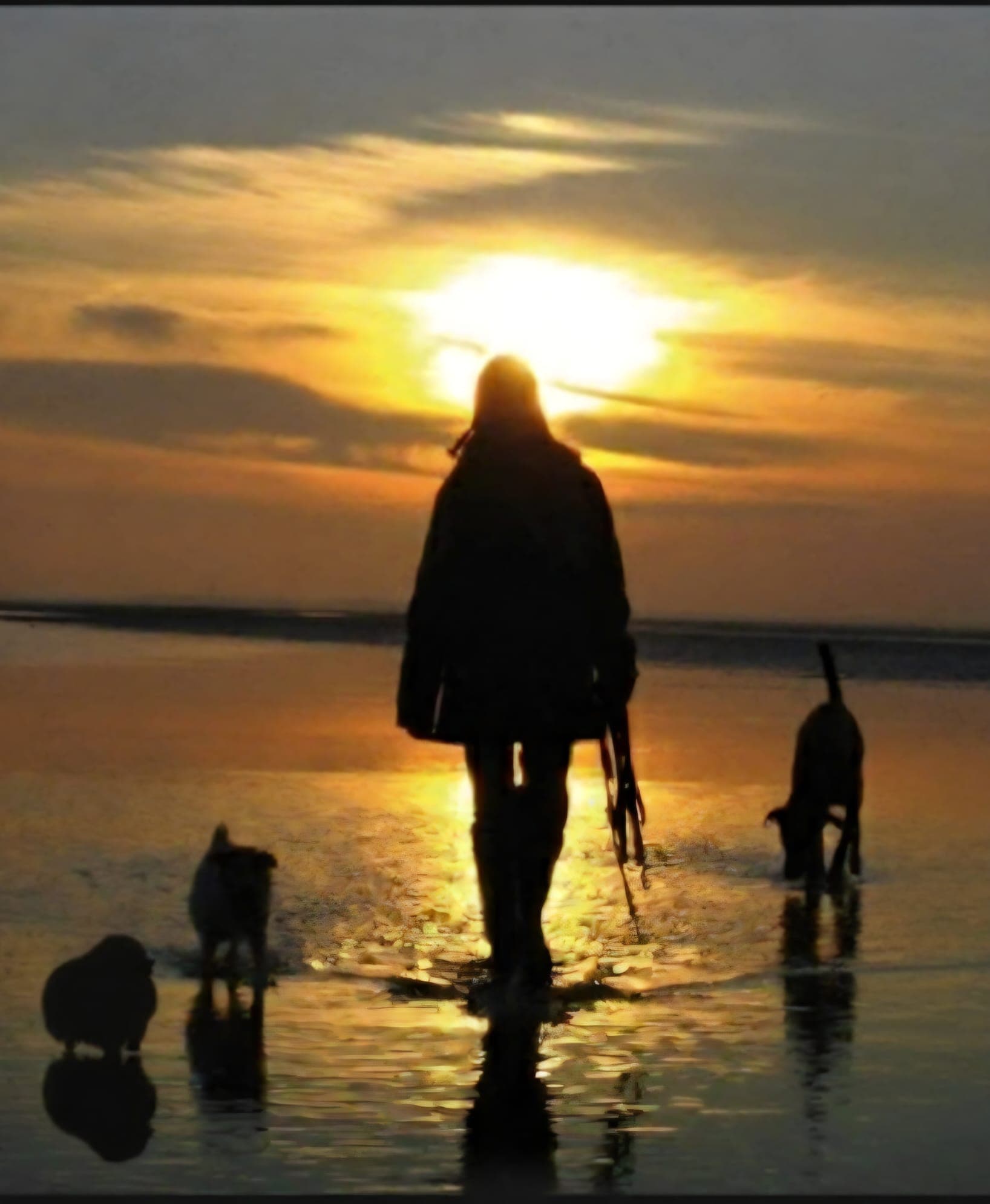 Spaziergang mit zwei Hunden am Strand im warmen Abendlicht
