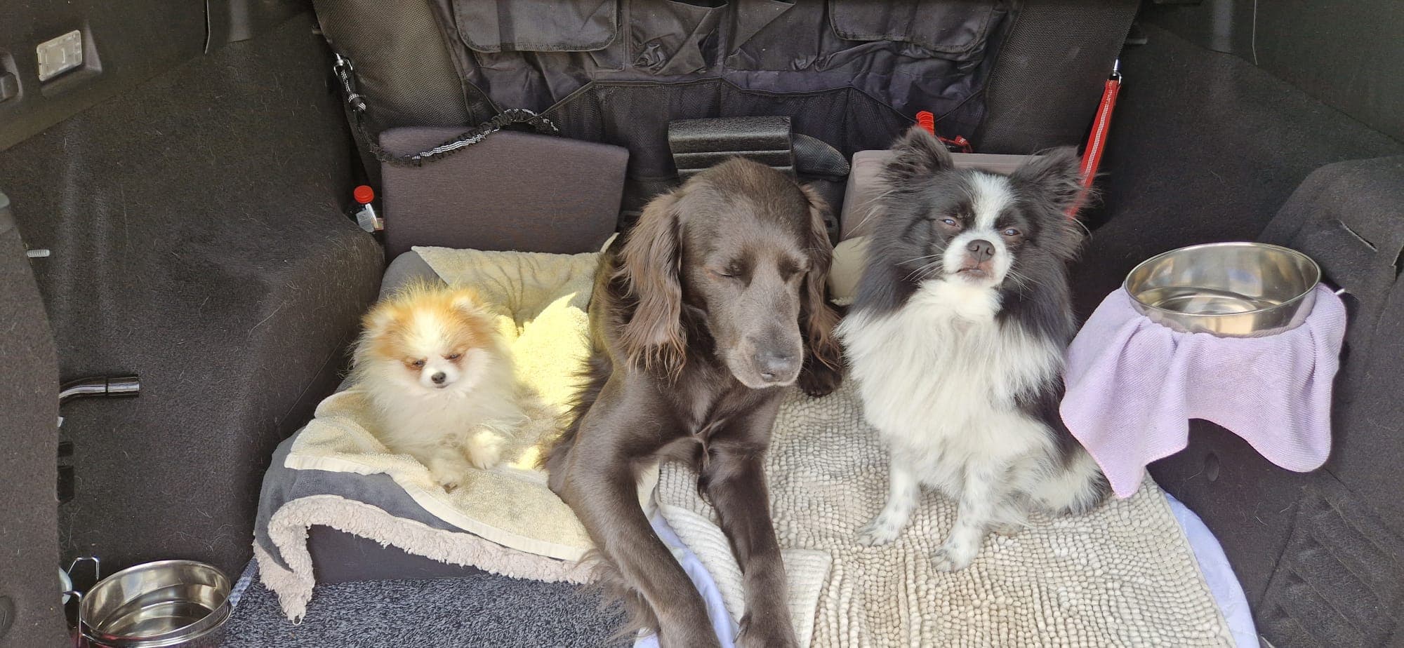 Drei Hunde reisen sicher und gemütlich im Kofferraum mit — die mobile Hundeschule kommt zu dir