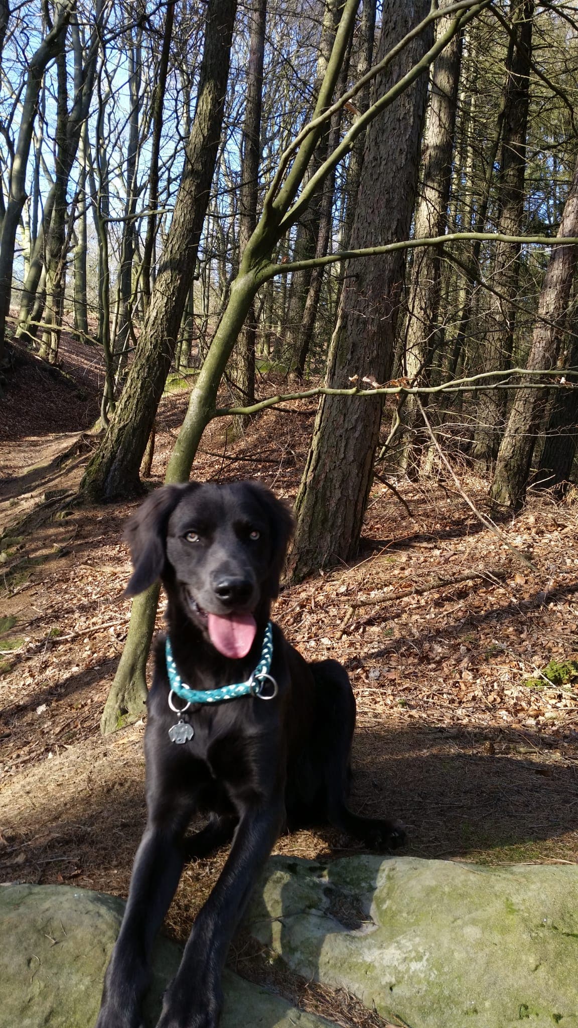 Hund sitzt aufmerksam und entspannt auf einem Felsen im sonnigen Wald