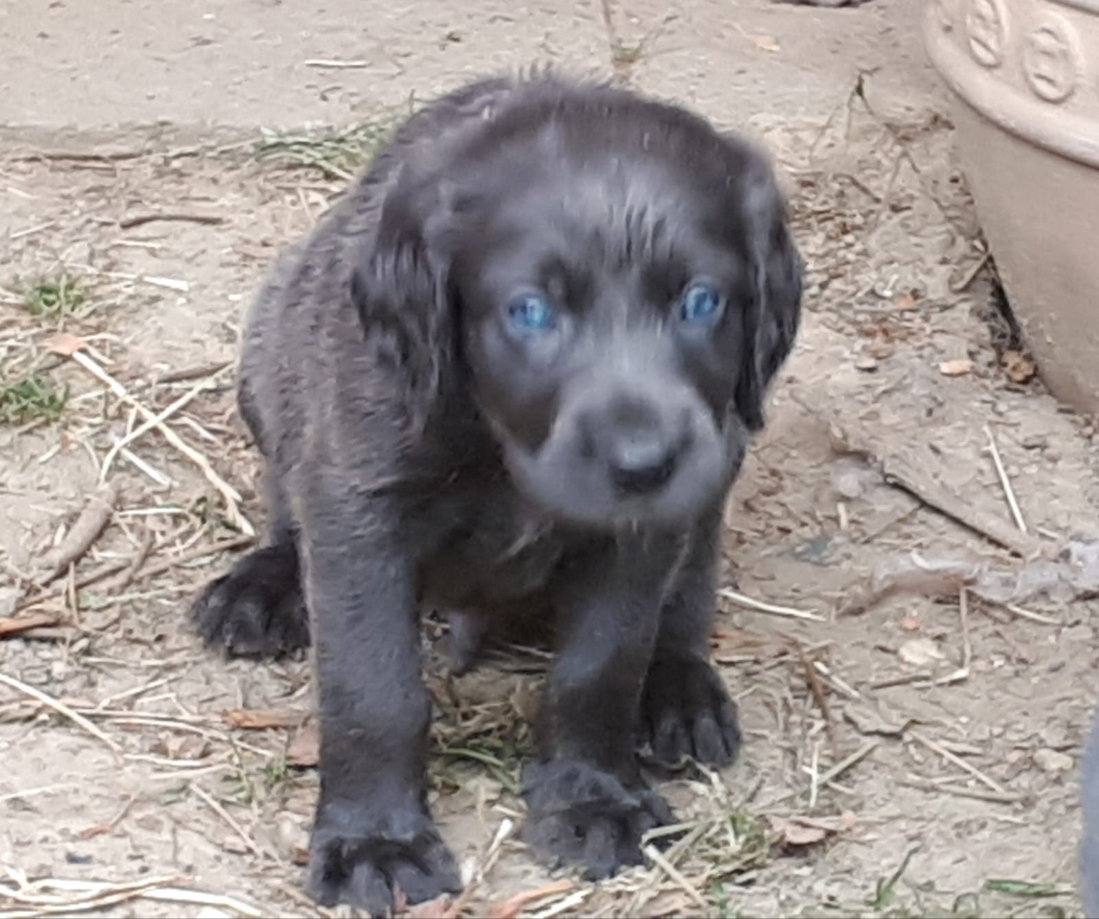 Junger Hund mit hellen Augen blickt aufmerksam in die Kamera