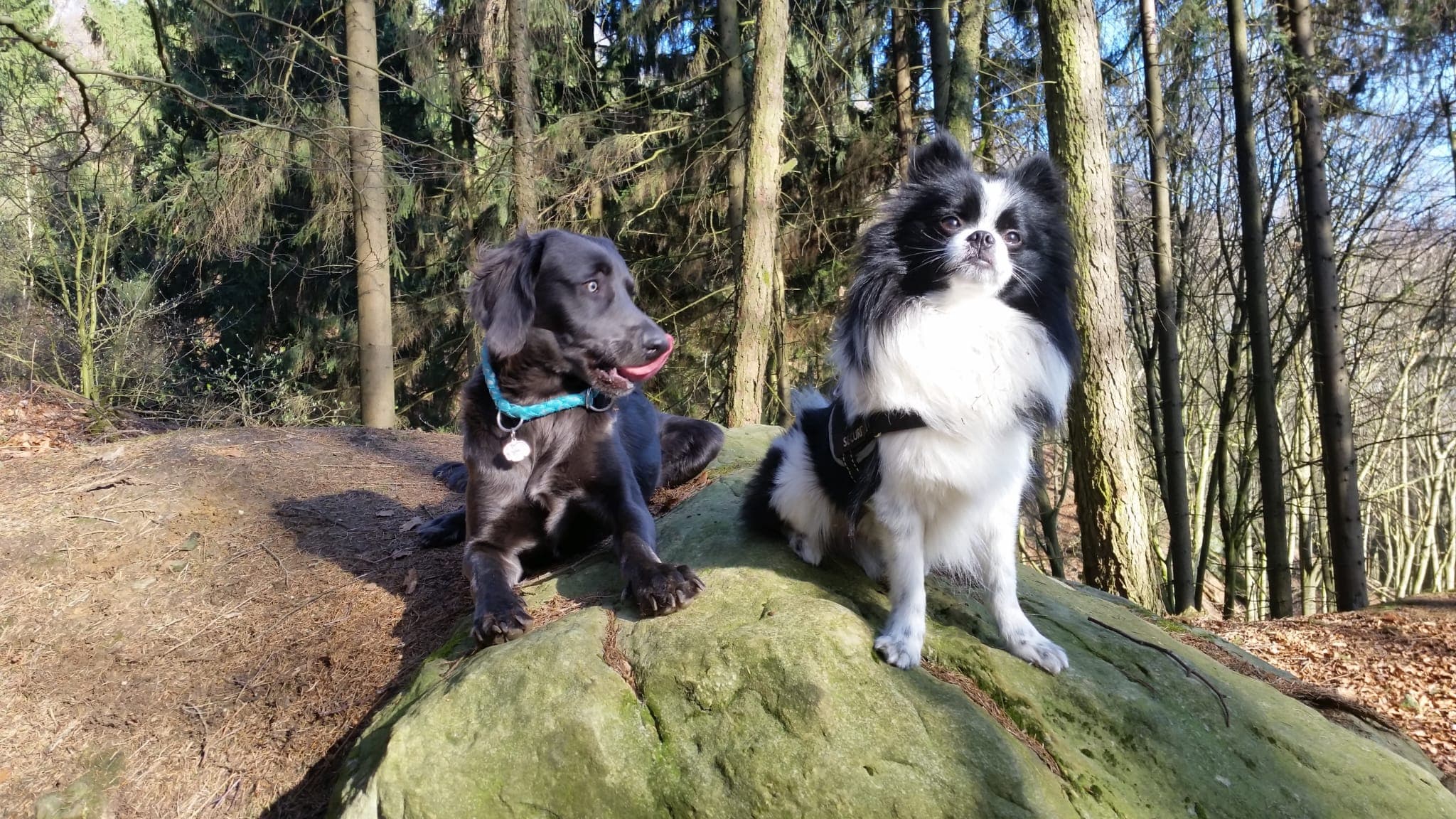 Zwei Hunde ruhen entspannt auf einem sonnenbeschienenen Felsen im Wald