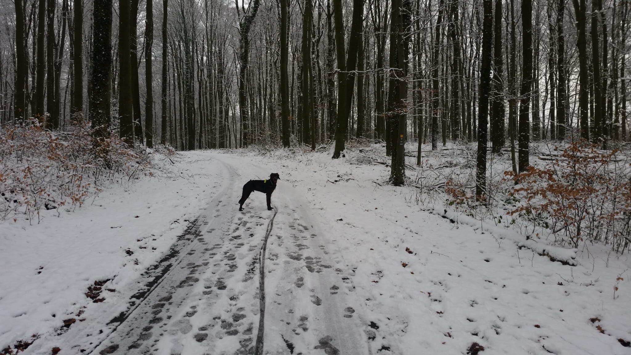 Ein Hund steht ruhig auf einem verschneiten Waldweg